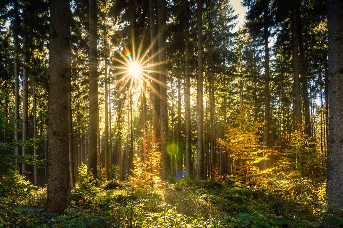 Comment trouver facilement une forêt à vendre ?