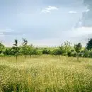 green grass field under blue sky during daytime