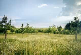 green grass field under blue sky during daytime