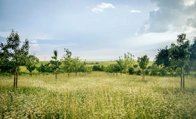 green grass field under blue sky during daytime